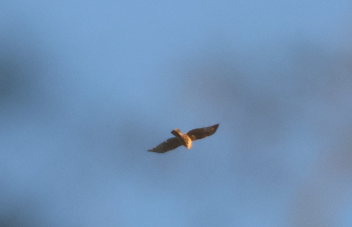 Poiana codarossa - ML646303143