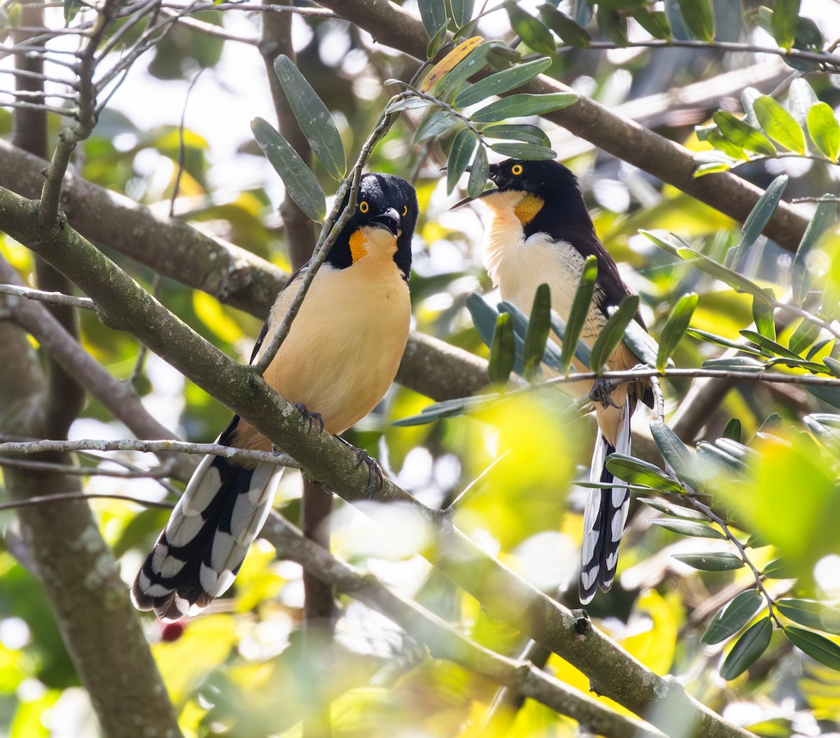 Black-capped Donacobius - ML646303144