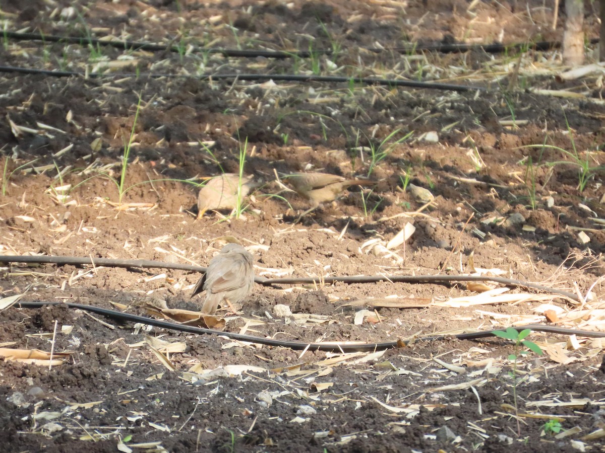 Jungle Babbler - ML646303145