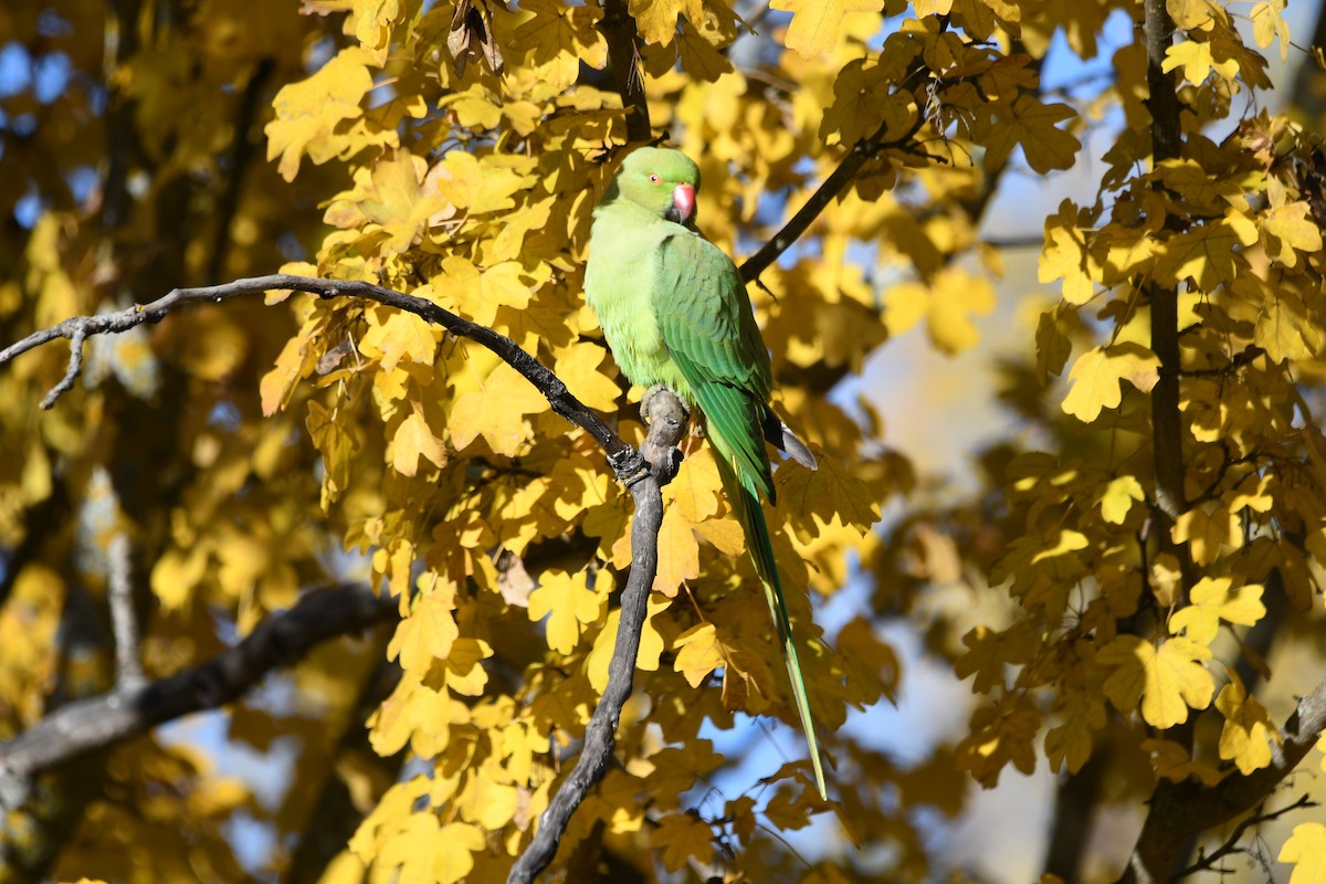 Parrocchetto dal collare - ML646303146