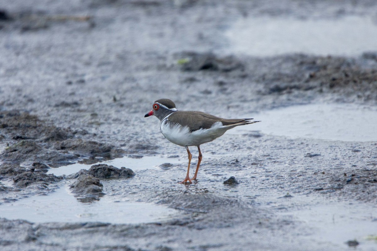 Three-banded Plover (African) - ML646303147