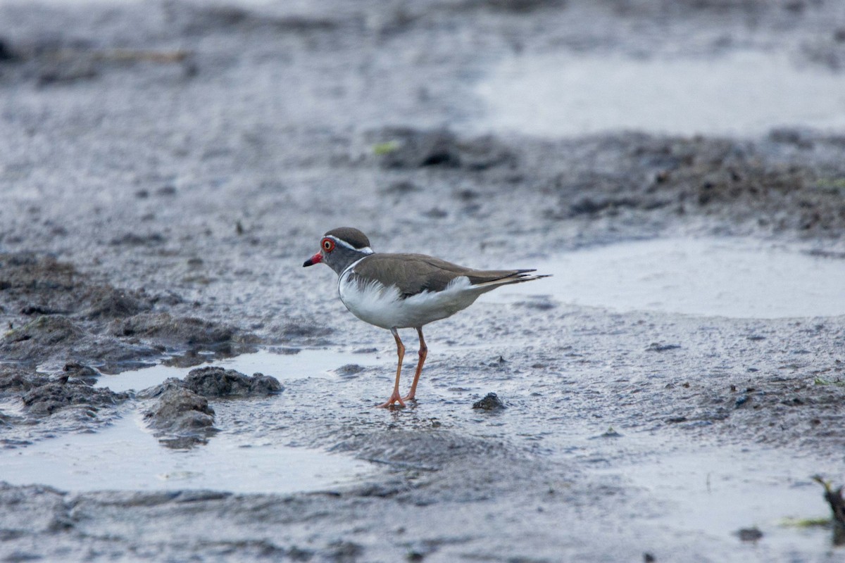 Three-banded Plover (African) - ML646303148
