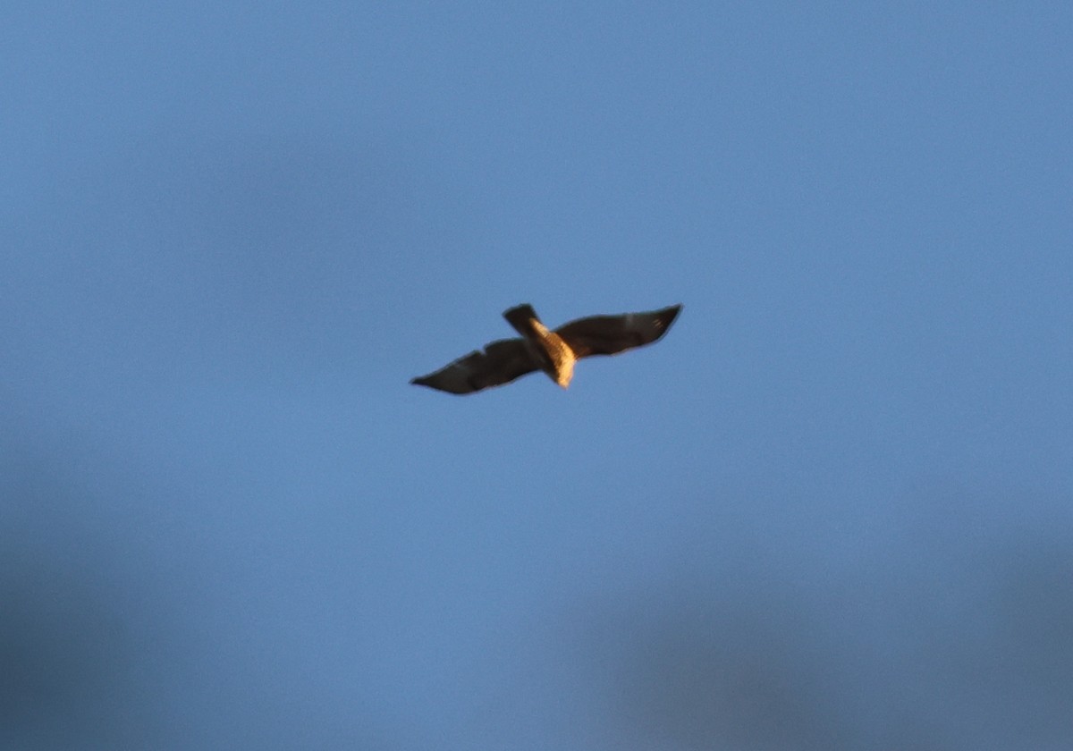 Poiana codarossa - ML646303149