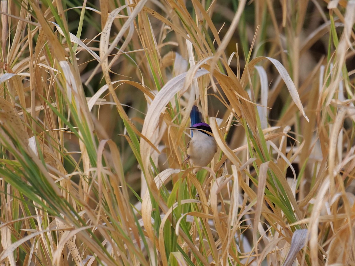 Purple-crowned Fairywren - ML646303150