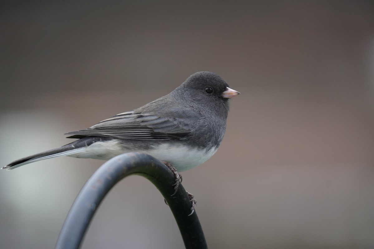 Dark-eyed Junco - ML646303152