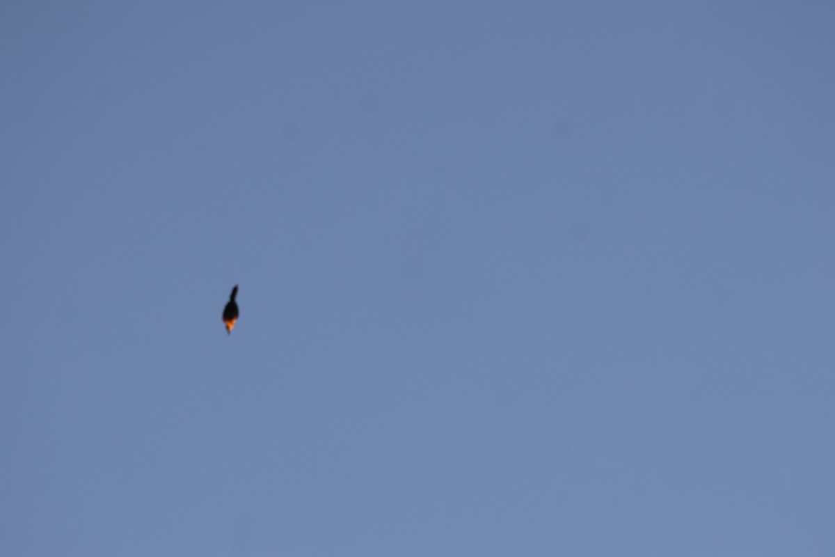 Great-tailed Grackle - ML646303160