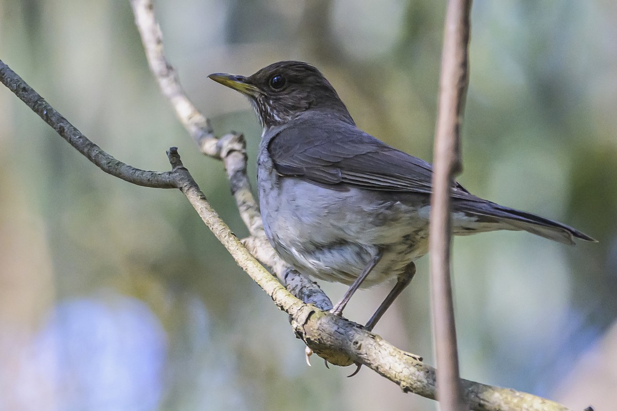 Creamy-bellied Thrush - ML646303161