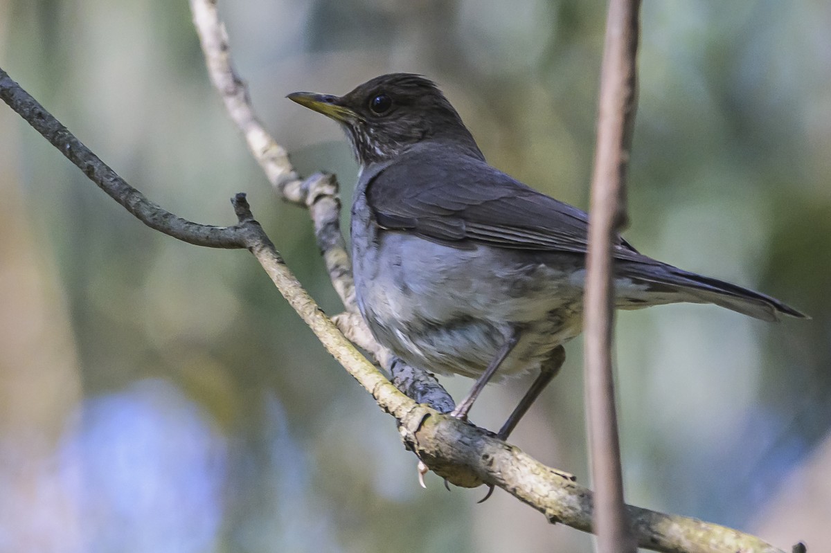 Creamy-bellied Thrush - ML646303162