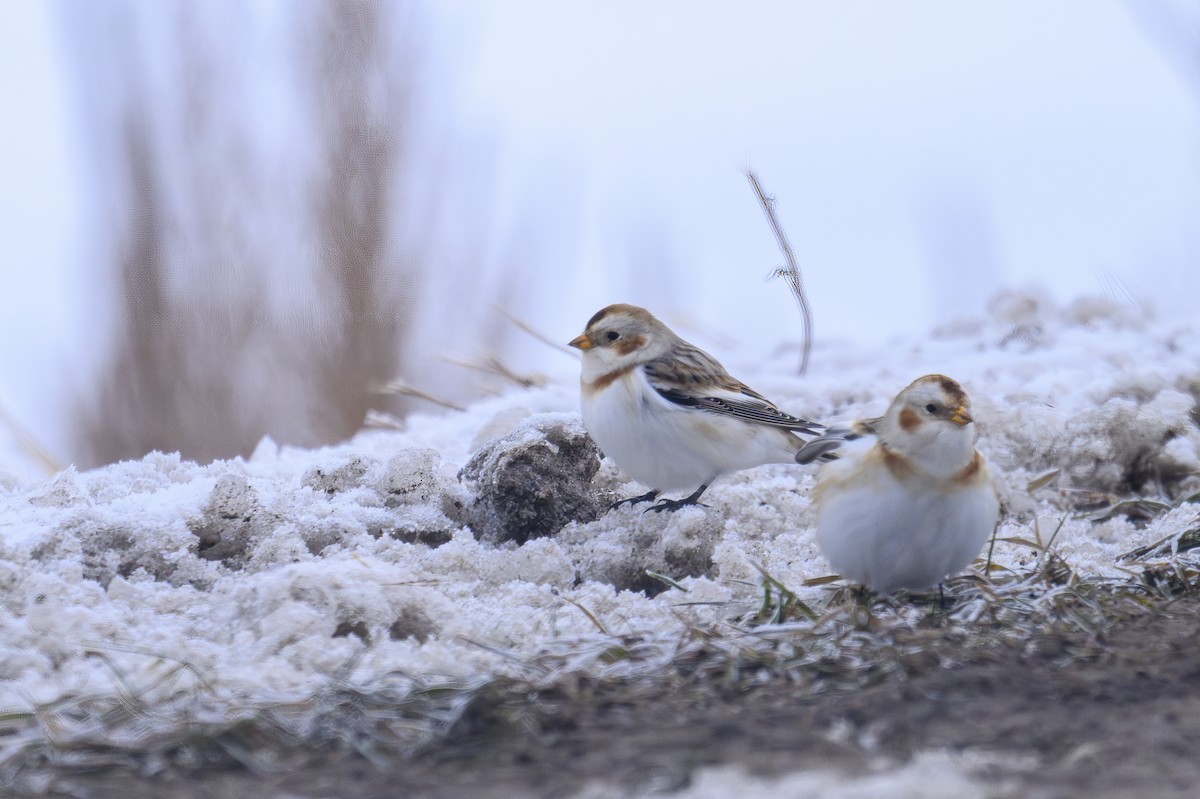 Snow Bunting - ML646303164
