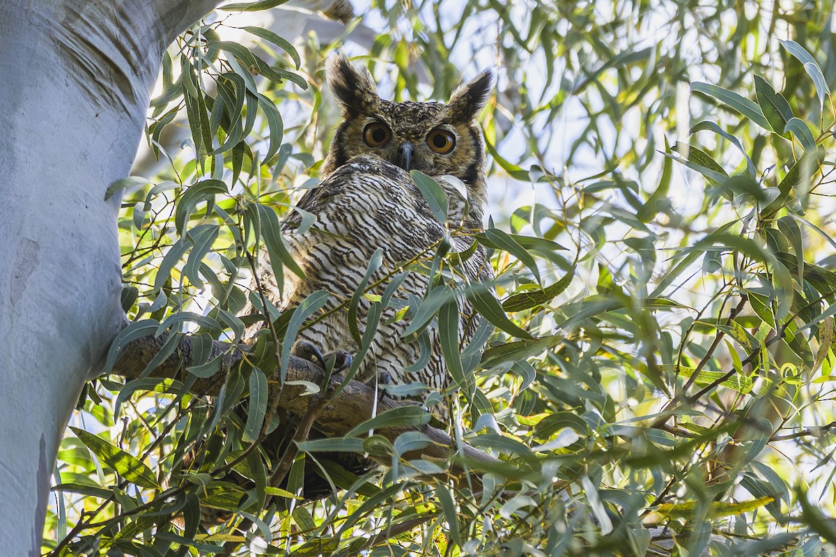 Great Horned Owl - ML646303172