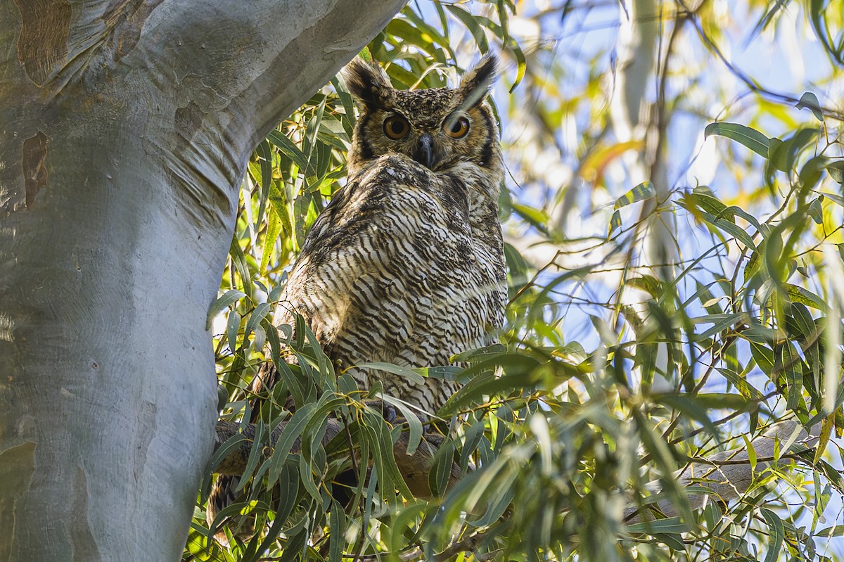 Great Horned Owl - ML646303175