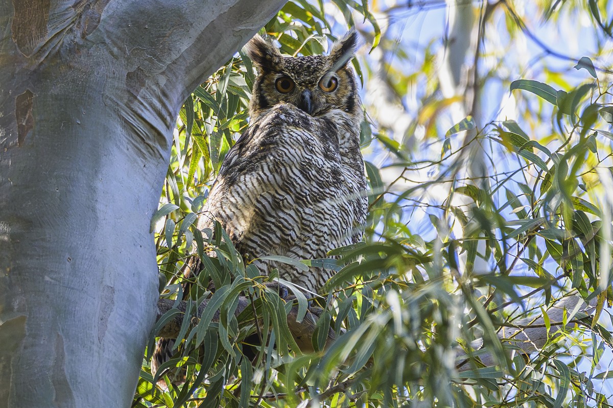 Great Horned Owl - ML646303176