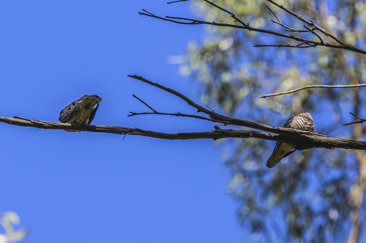 Eared Dove - ML646303179