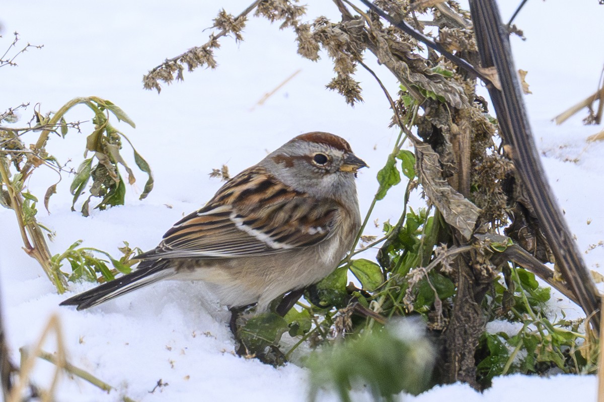 American Tree Sparrow - ML646303180