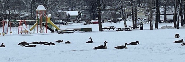 berneška velká - ML646303185