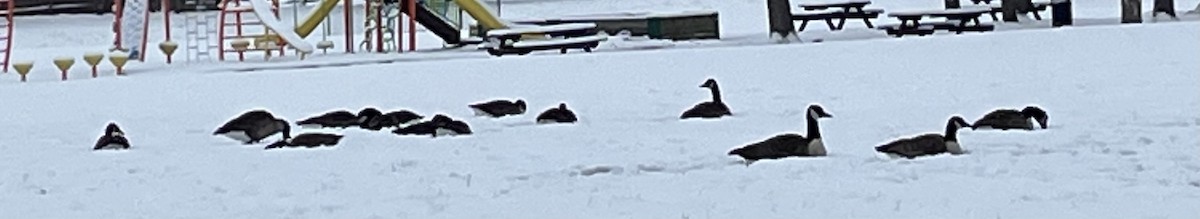 berneška velká - ML646303186