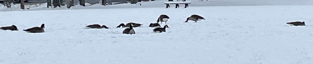 berneška velká - ML646303187