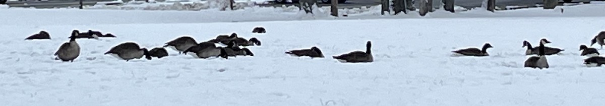 berneška velká - ML646303188