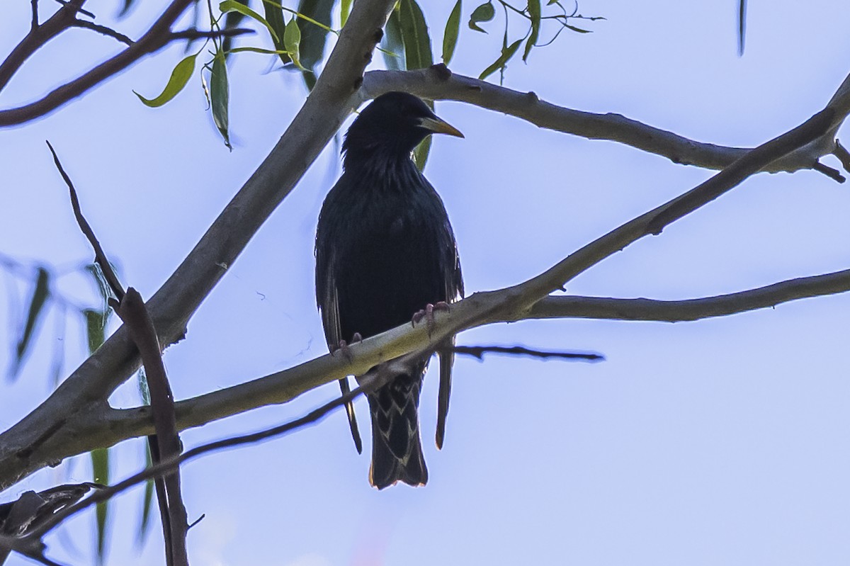 European Starling - ML646303196