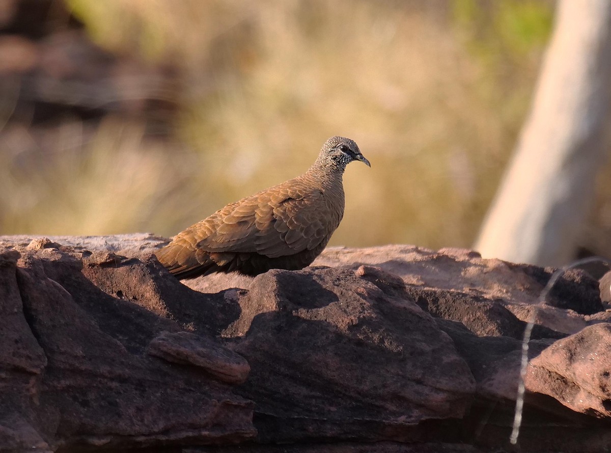 White-quilled Rock-Pigeon - ML646303197