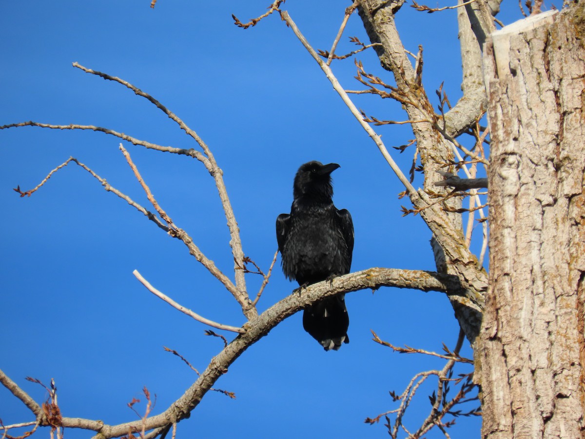 Common Raven - ML646303199