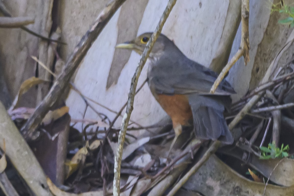 Rufous-bellied Thrush - ML646303200