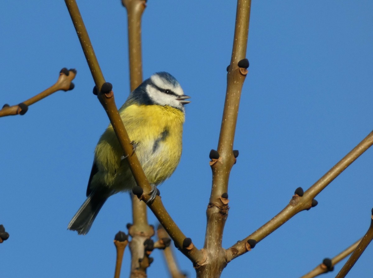 sýkora modřinka - ML646303205