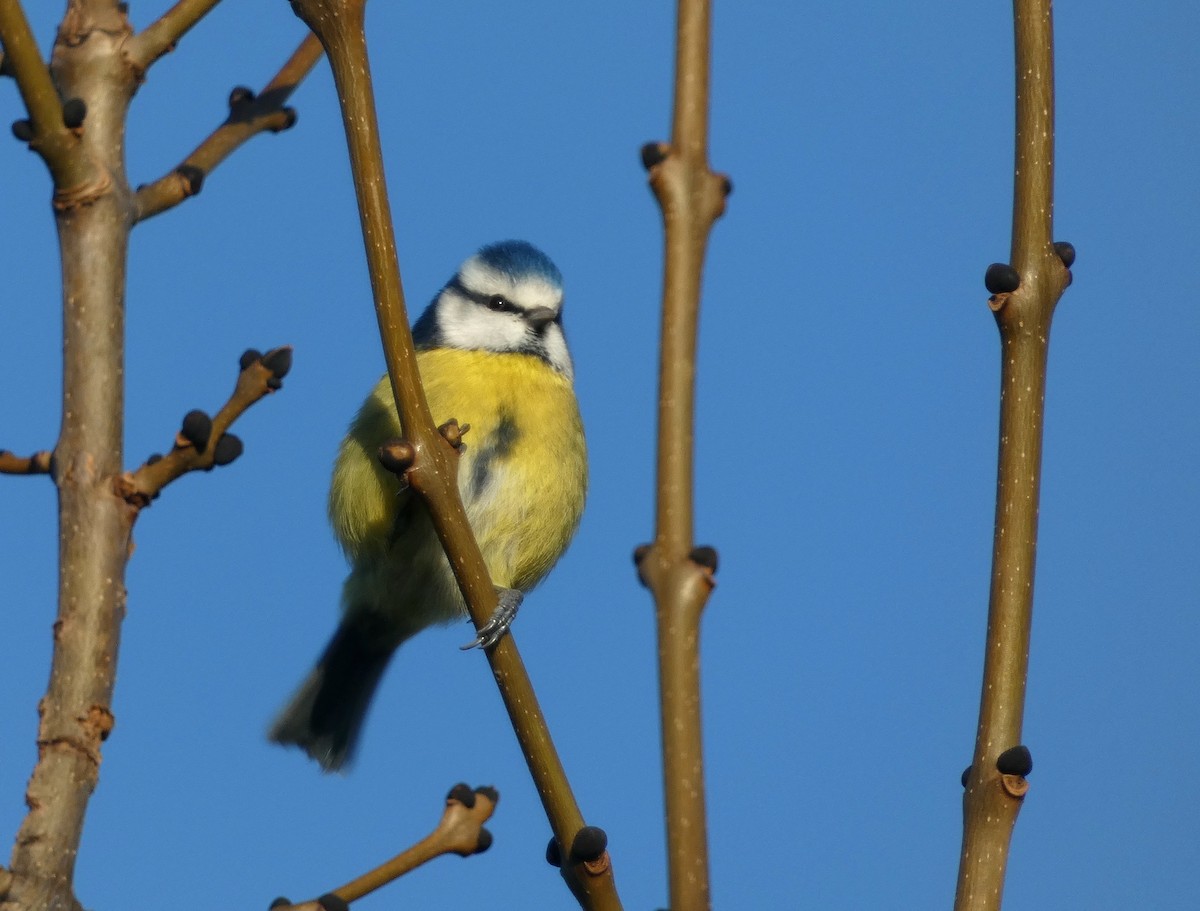 sýkora modřinka - ML646303206