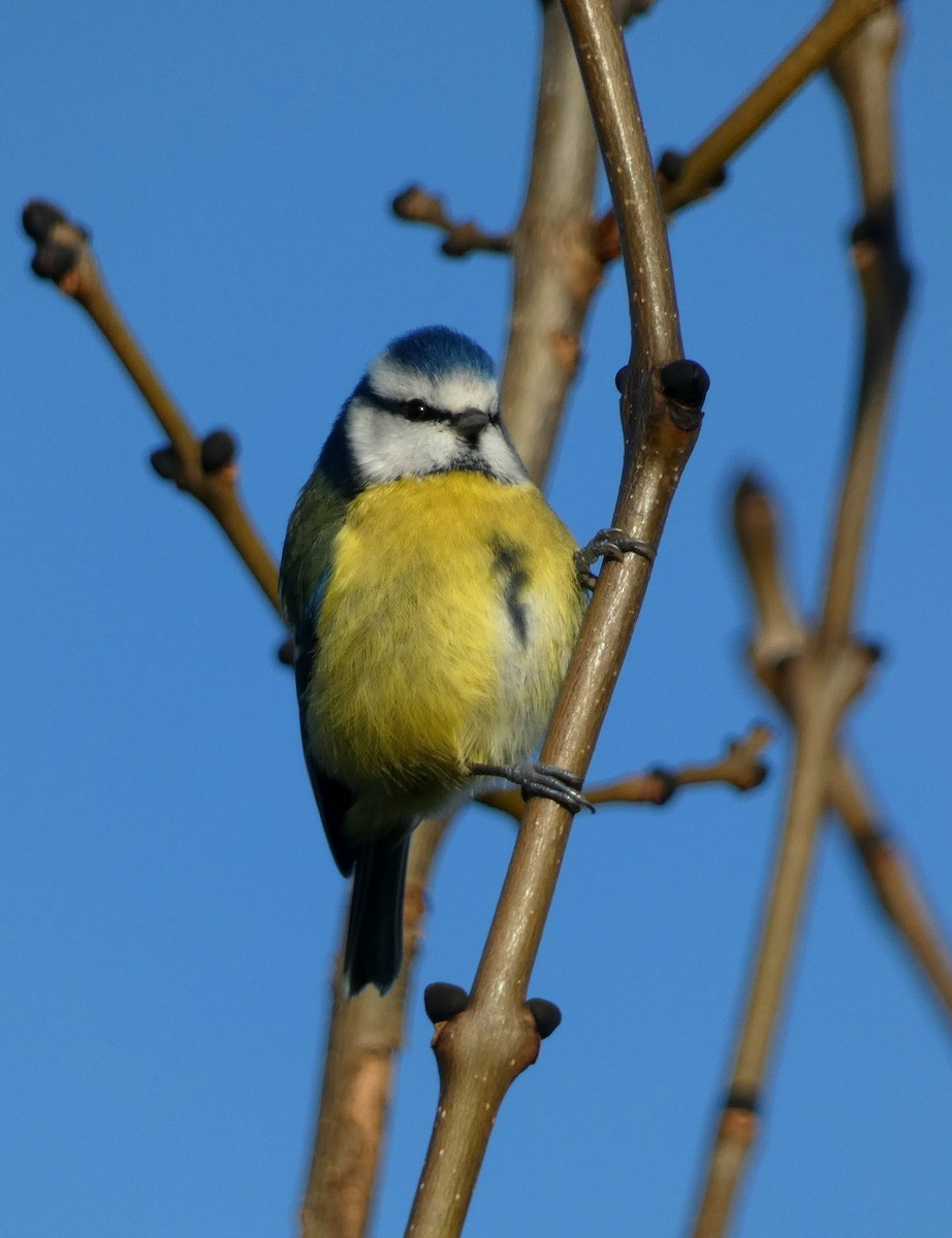 sýkora modřinka - ML646303207