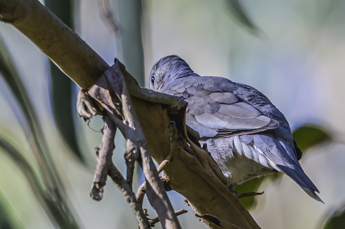 Picui Ground Dove - ML646303213