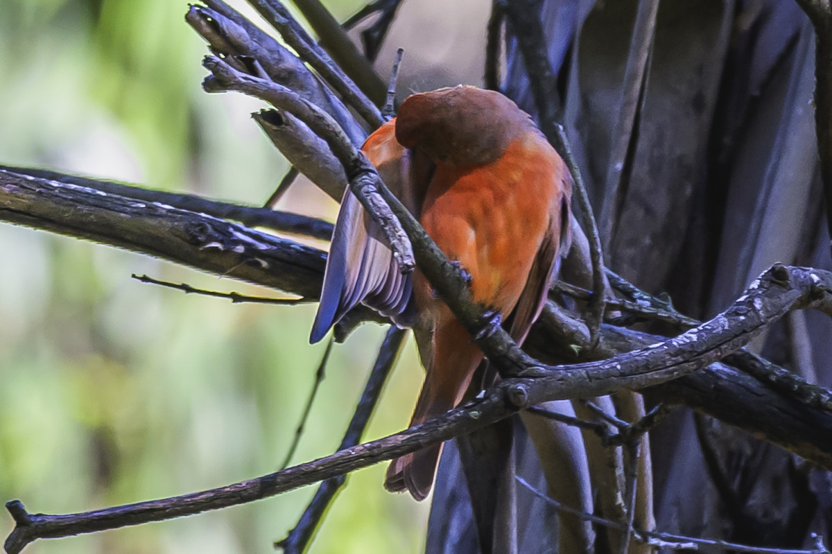 Hepatic Tanager - ML646303214