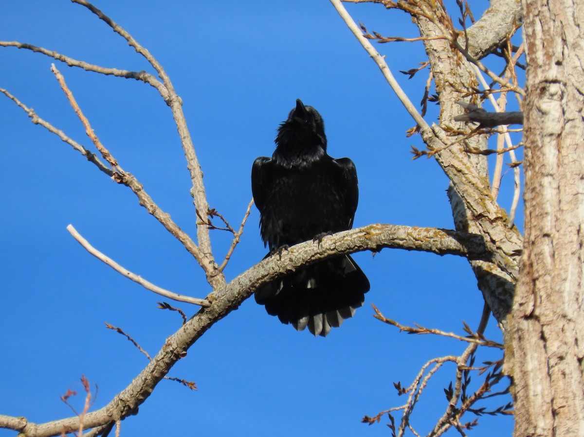 Common Raven - ML646303230