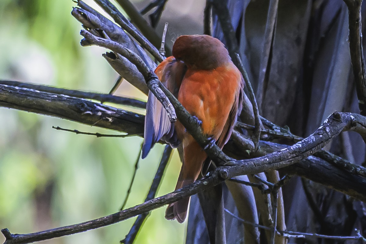 Hepatic Tanager - ML646303238