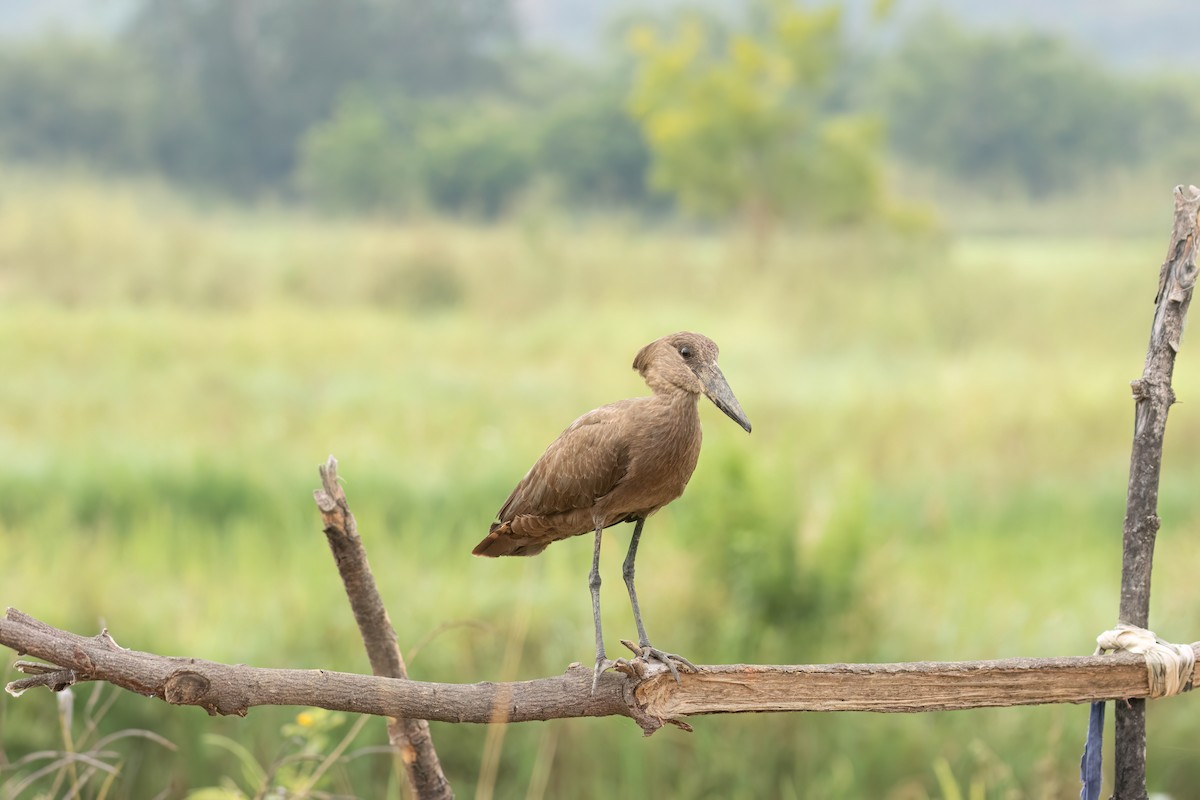 Hamerkop - ML646303244