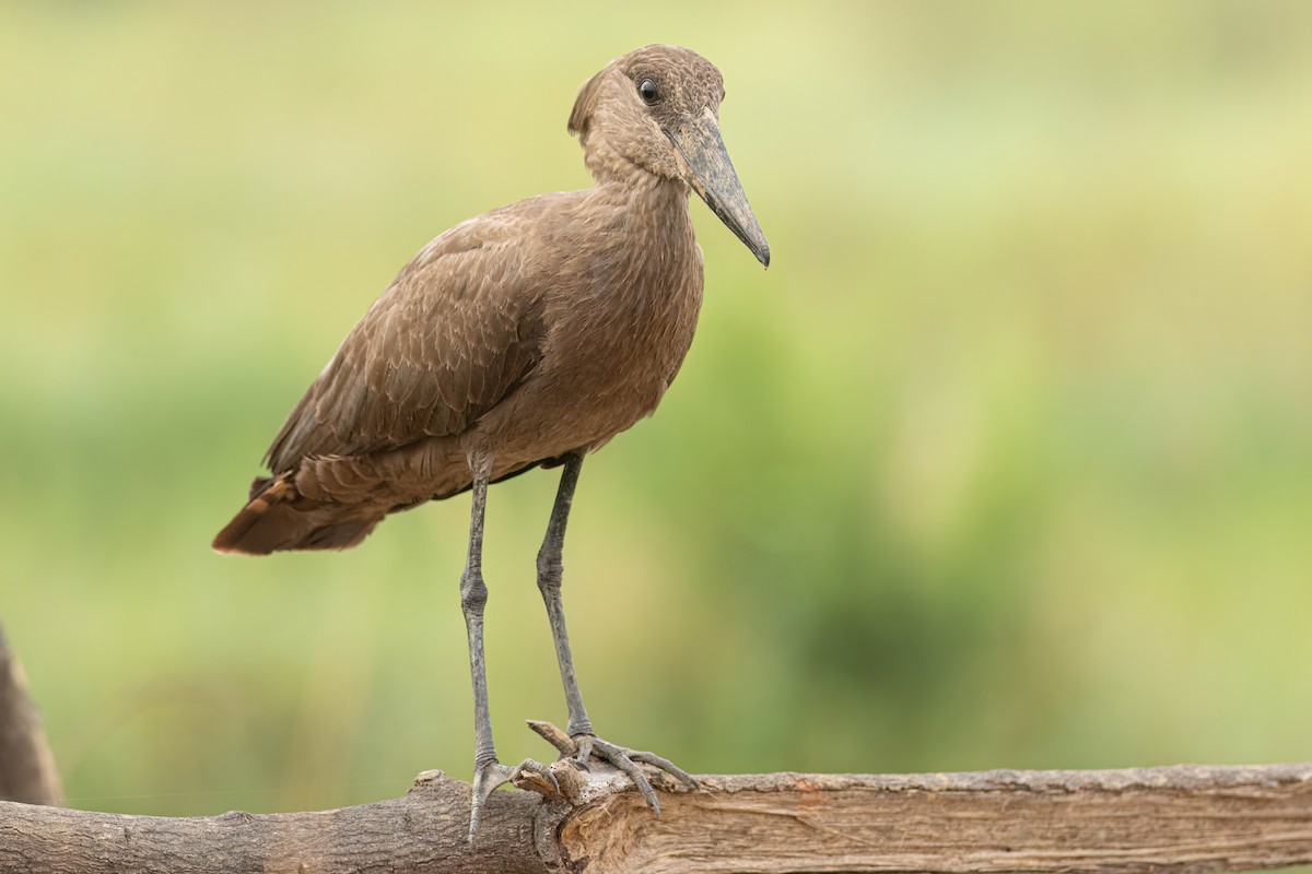 Hamerkop - ML646303247