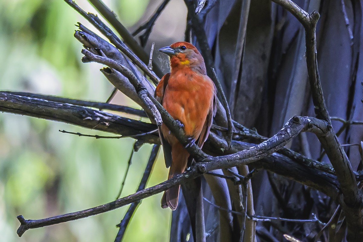 Hepatic Tanager - ML646303256