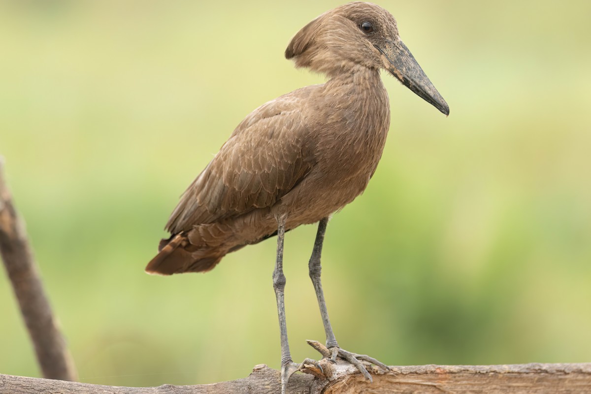 Hamerkop - ML646303257