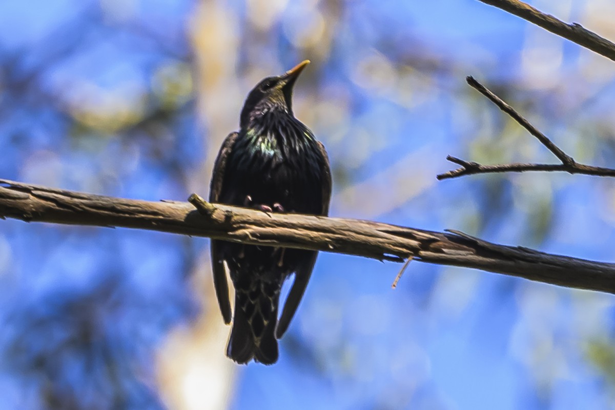 European Starling - ML646303259