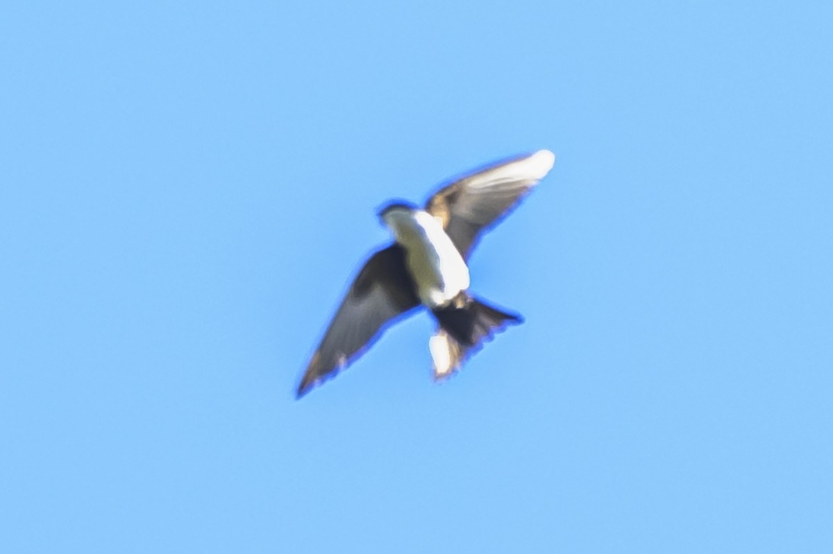 Blue-and-white Swallow - ML646303260