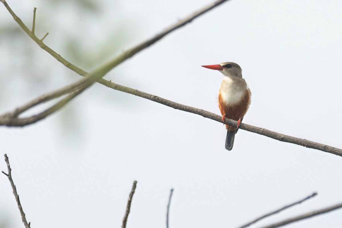 ledňáček šedohlavý - ML646303263