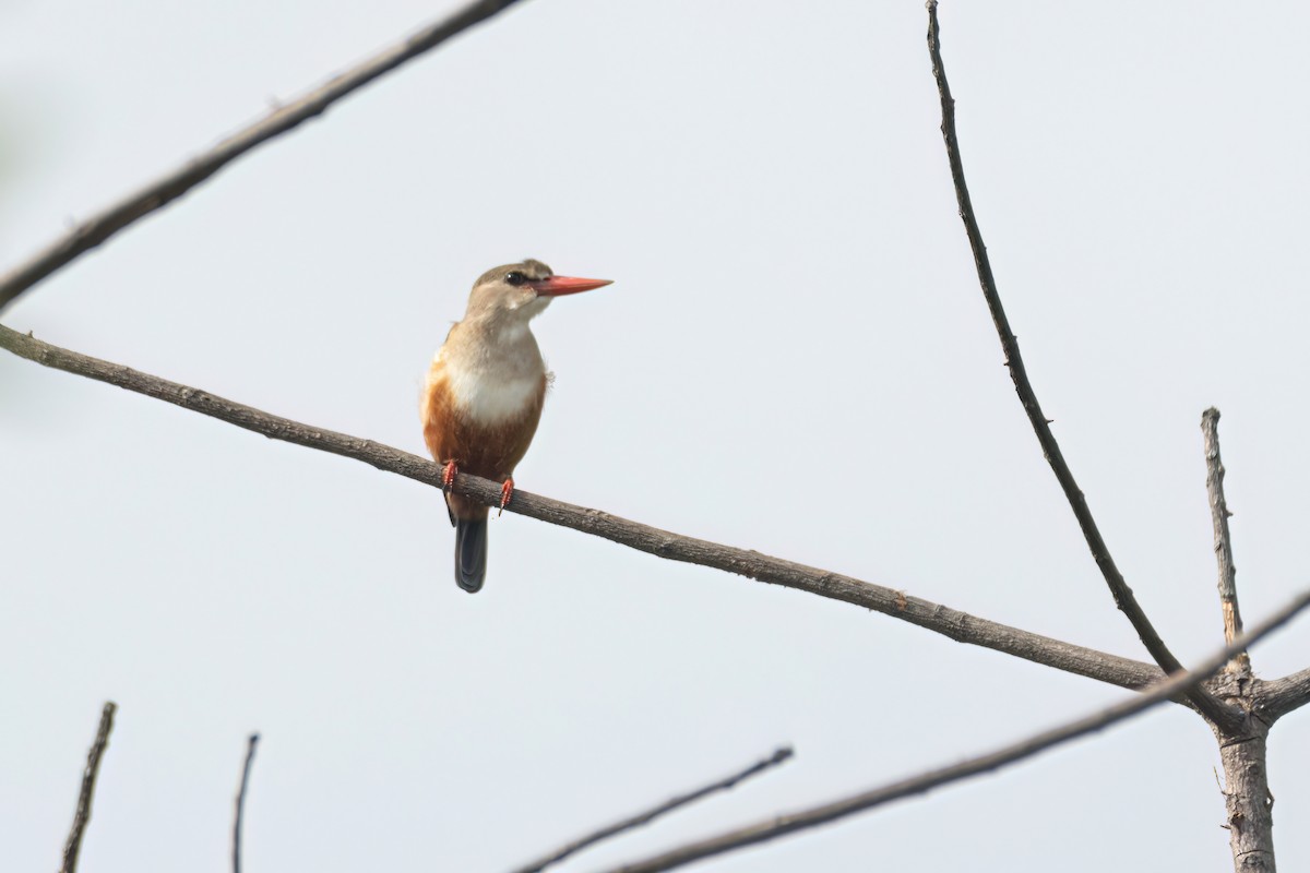 ledňáček šedohlavý - ML646303264