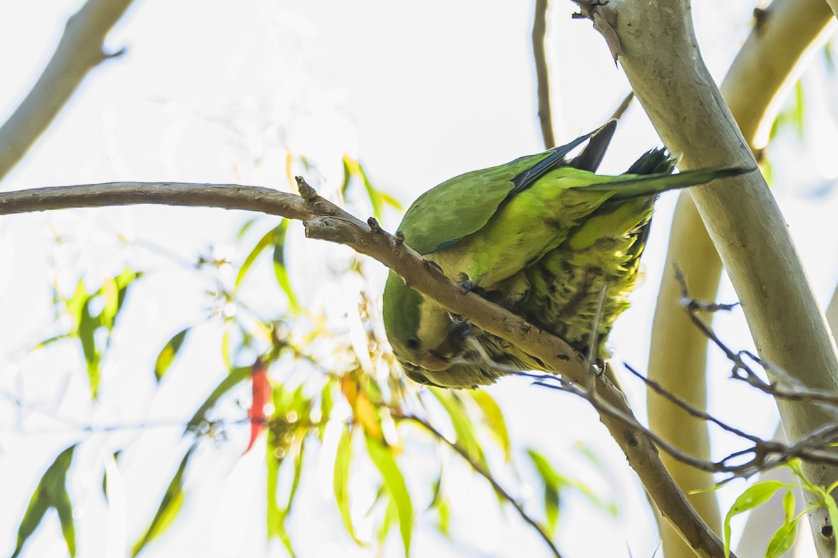 Mönchssittich - ML646303265