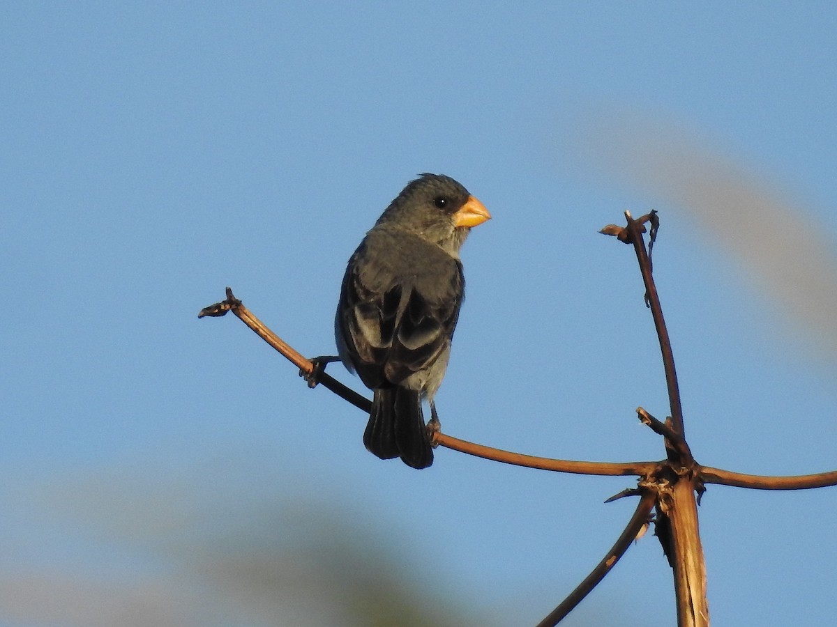 Tropeiro Seedeater - ML646303267