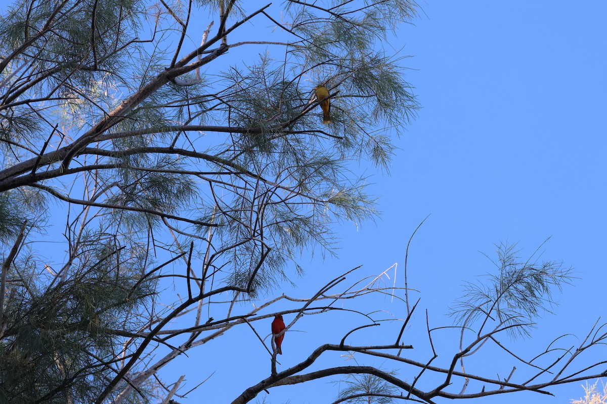 Summer Tanager - ML646303269
