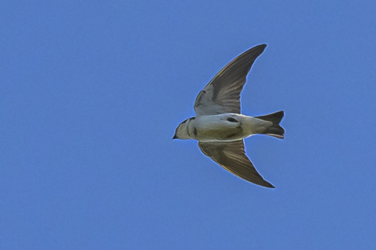 vlaštovka bělokostřecová - ML646303270