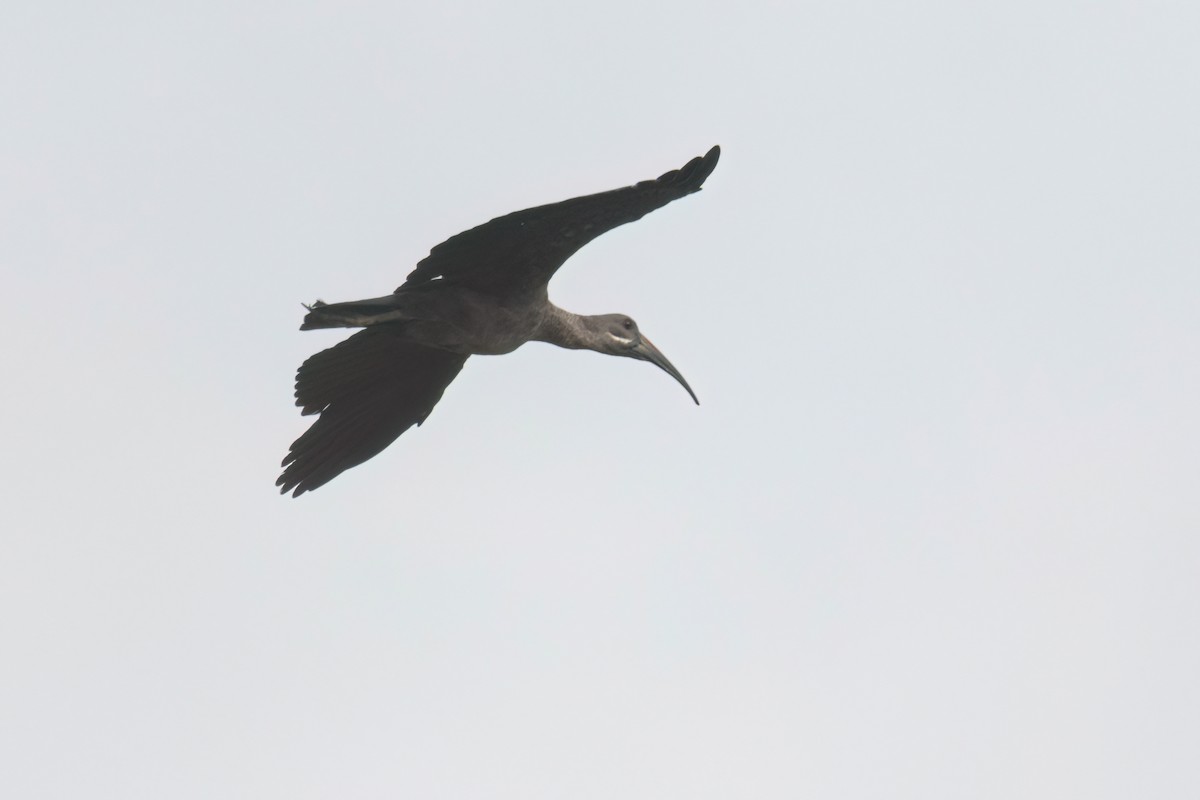 Hadada Ibis - ML646303274