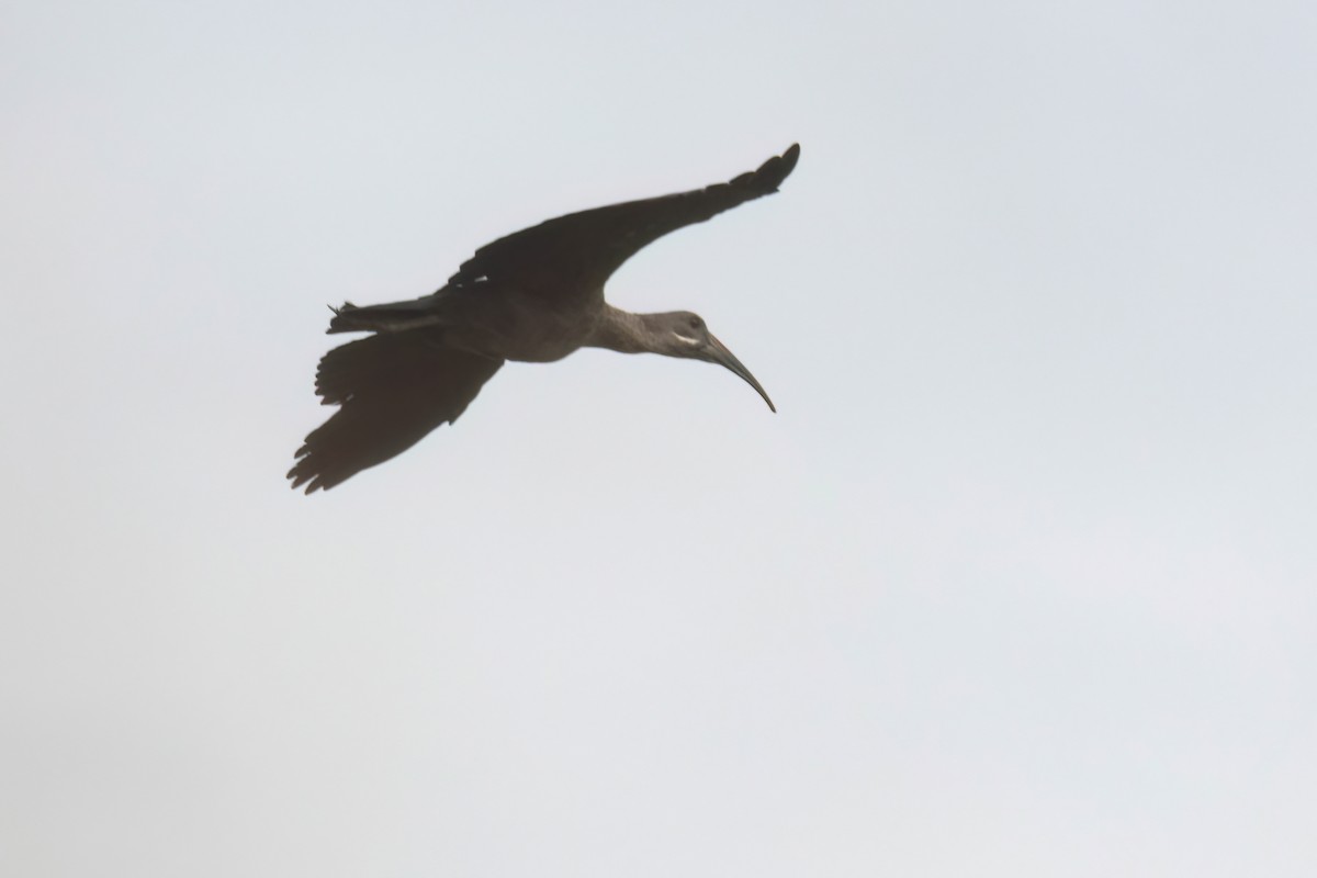 Hadada Ibis - ML646303275