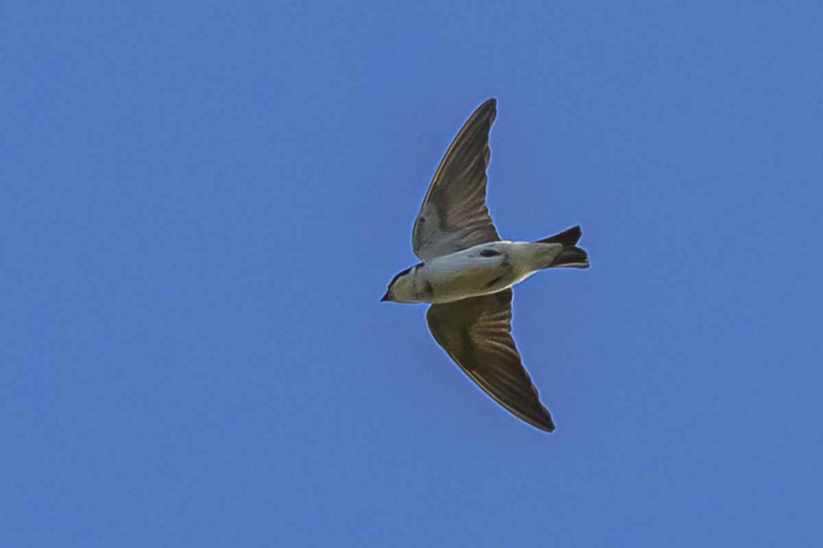 vlaštovka bělokostřecová - ML646303276