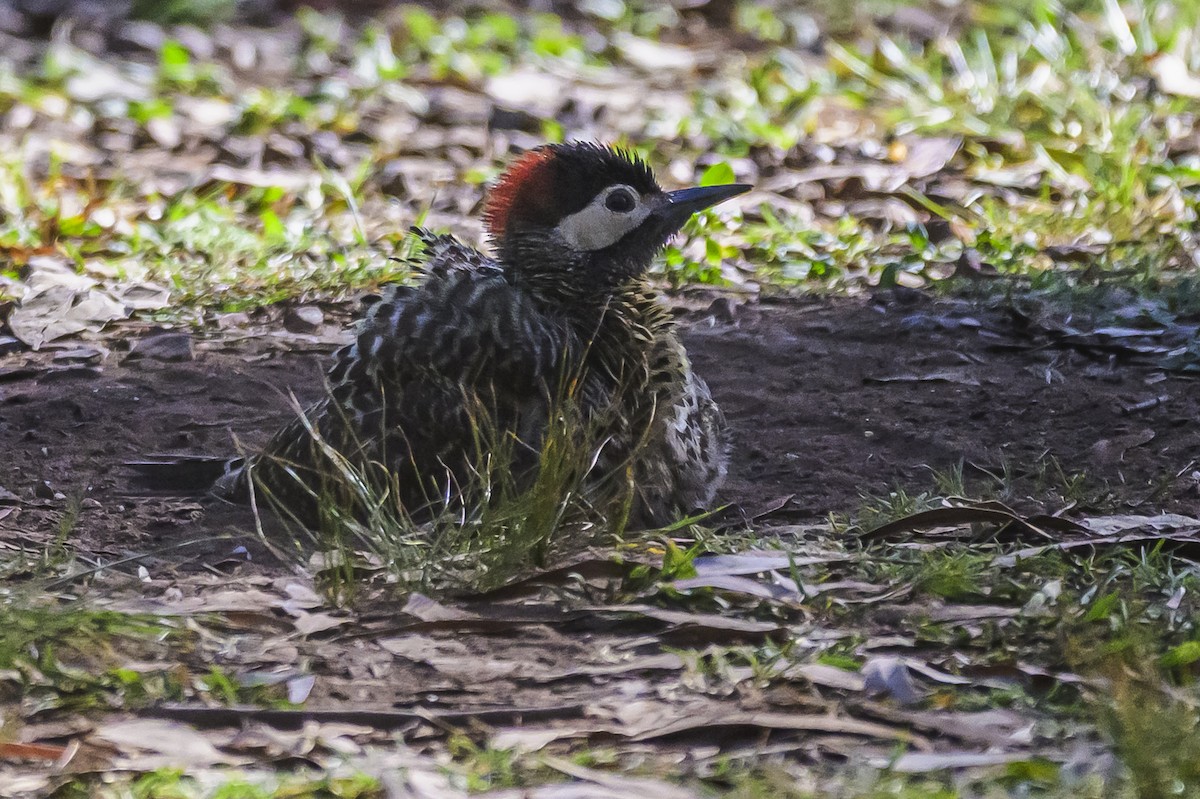 Grünbindenspecht - ML646303280