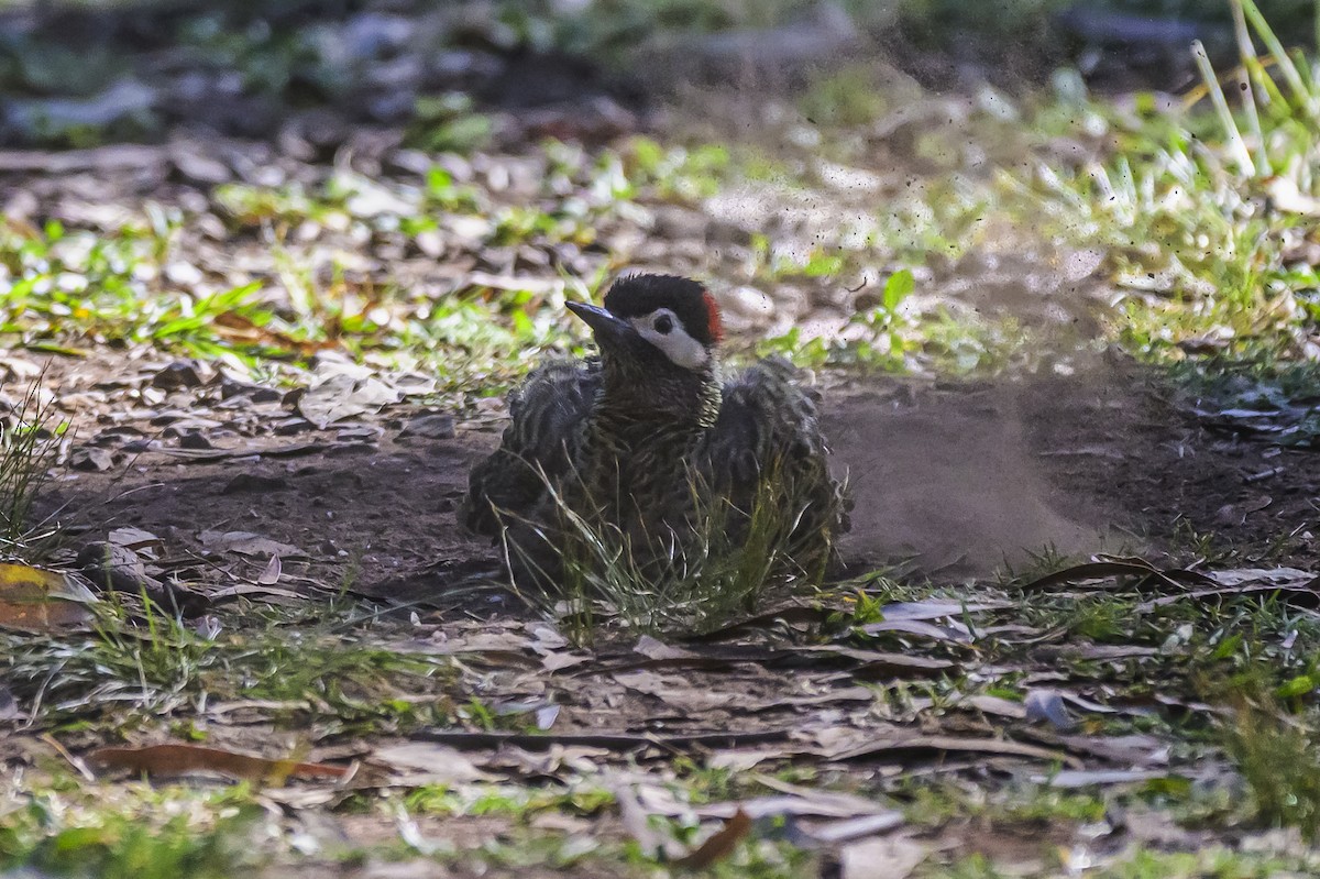 Grünbindenspecht - ML646303282